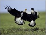 Crested Caracaras Fighting, Llanos, Venezuela.jpg