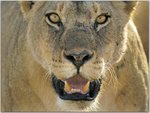 Female African Lion, Serengeti National Park, Tanzania.jpg
