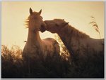 Nuzzling Wild Camargue Horses, Bouches-du-Rhone, France.jpg