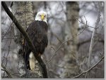 Chilkat Bald Eagle Preserve, Alaska.jpg