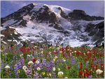 Spectacular Wildflowers, Mount Rainer National Park, Washington.jpg