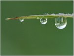Dew Drops on a Blade of Grass.jpg