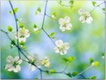 White Dogwood Blossoms, Maryland.jpg