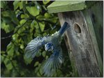 Blue Tit in Flight.jpg