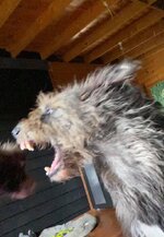 pack Toof fight.jpg
