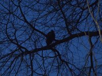 Turkey roosting 2-4-18 (2022_08_27 20_07_40 UTC).jpg