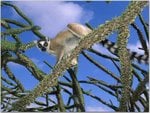 Ring-tailed Lemur in an Octopus Tree, Mantady National Park, Madagascar.jpg