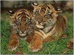Sumatran Tiger Cubs.jpg