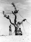 Americans stringing telephone wires on a tree, Eniwetok, Marshall Islands, circa 1944.jpg