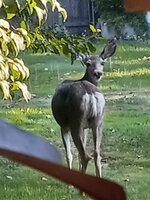 30 Brandon's Back Yard Deer 9-5.jpg