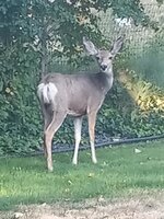 31 Brandon's Back Yard Deer.jpg