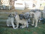 another pile of pups3.jpg