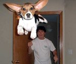 flying-dog.jpg