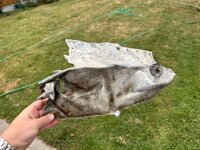 IMG_5343.jpeg