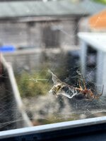 IMG_7049.JPEG