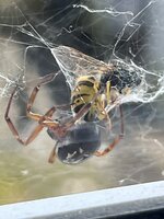 IMG_7052.JPEG