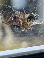 IMG_7054.JPEG