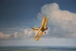 yellow_20tiger_202b_188.jpg