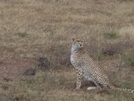 cheetah_-_ngorongoro_crater_138.jpg