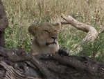 lion_-_serengeti_np_129.jpg