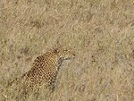 leopard_-_serengeti_np_138.jpg