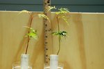 Seedlings2.JPG
