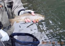 12 Buddy's brown trout caught 10-16 on the South Fork of the Snake River, Idaho.jpg