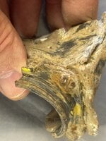 IMG_6967.jpeg