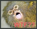 WTF.jpg