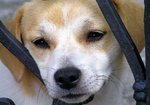 dog.jpg