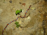 snake 004.JPG
