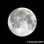 IMG_6308cr.jpg