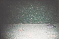 Backyard Critter Cam 1.jpg