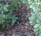 DSC00675 b.JPG