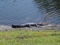 Gator 5.JPG