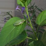 Tree Frog.JPG