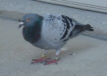 DSC08111.JPG