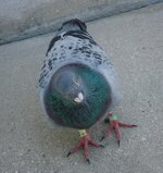 DSC08113.JPG