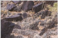 Jack Rabbit in NM.jpg