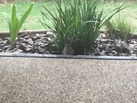 Our Rabbit 1.JPG