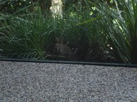 Real Rabbit b.JPG