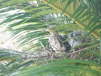 Nest a.JPG