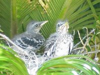 Nest c.JPG