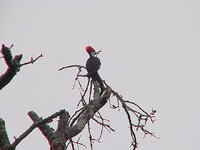 Pileated 2.JPG