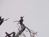 Pileated 3.JPG
