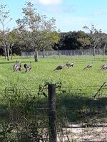 Wild Turkeys in Florida.jpg