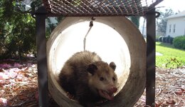 Possum 1.jpg