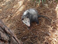 Possum 2.jpg