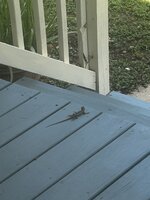 Lizard.jpg