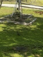 Roadrunner.jpg